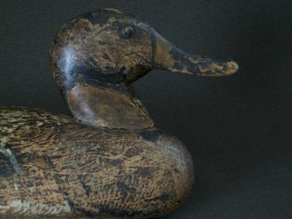 Working Illinois River Mallard Hen Circa 1890's