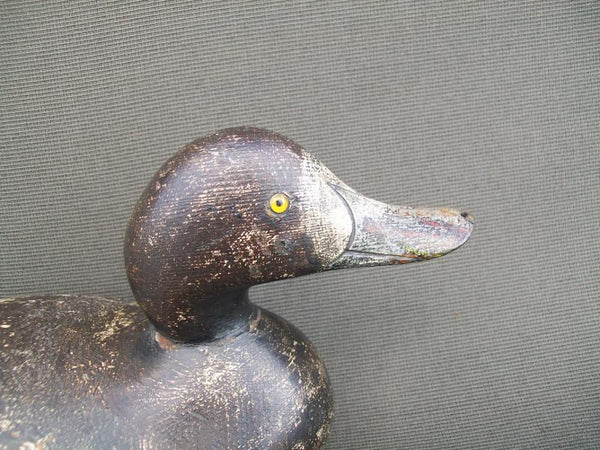 Mason Challenge Grade Blue Bill Hen