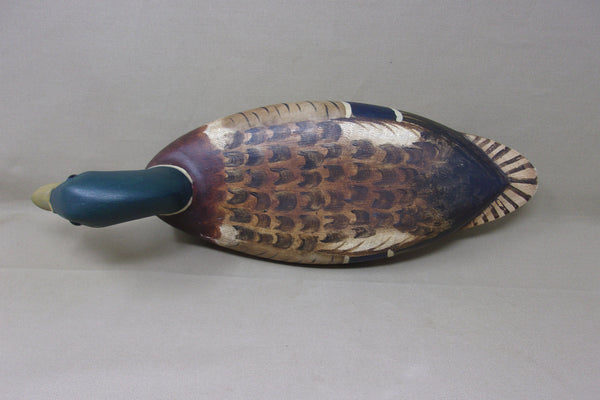 Elliston Mallard Drake, Circa early 1900's  (#4035)