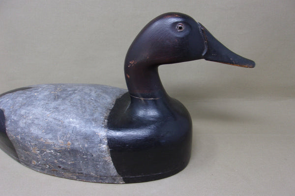 St. Claire Flats Canvasback Drake (#4064)