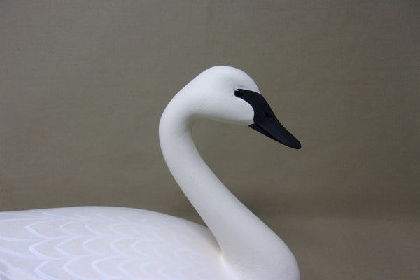 Frederick Brown 1/3 size Trumpeter Swan  (#4104)