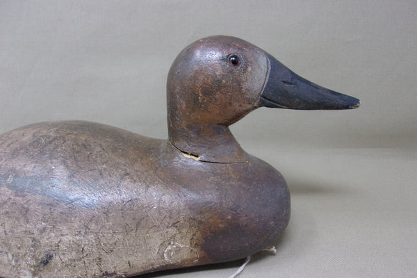 Michigan Canvasback Hen, Rig of Frank Moon (#4162)