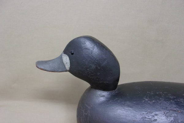 Canadian Blue Bill Hen, Hollow Bottomboard  (#4207)