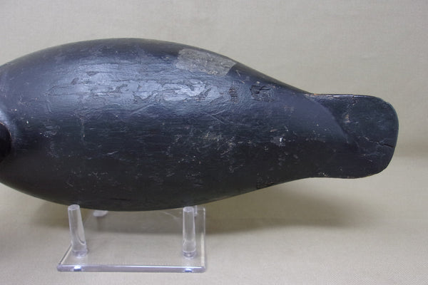 Canadian Blue Bill Hen, Hollow Bottomboard  (#4207)