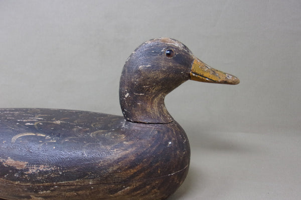 Henry Holmes Mallard Hen, Circa 1910's (#4217)