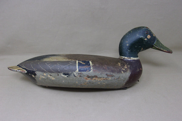 Elliston Mallard Drake, Circa 1890's  (#4245)