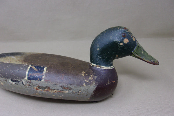 Elliston Mallard Drake, Circa 1890's  (#4245)