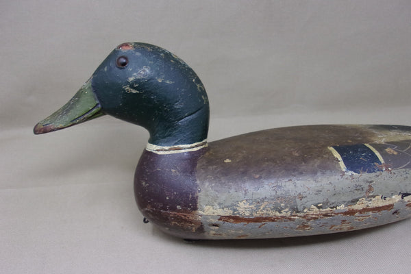 Elliston Mallard Drake, Circa 1890's  (#4245)