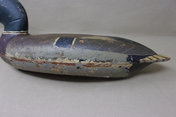 Elliston Mallard Drake, Circa 1890's  (#4245)