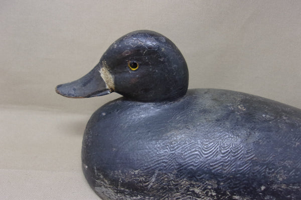 Canada Blue Bill Hen, Prince Edwards Area (#4290)