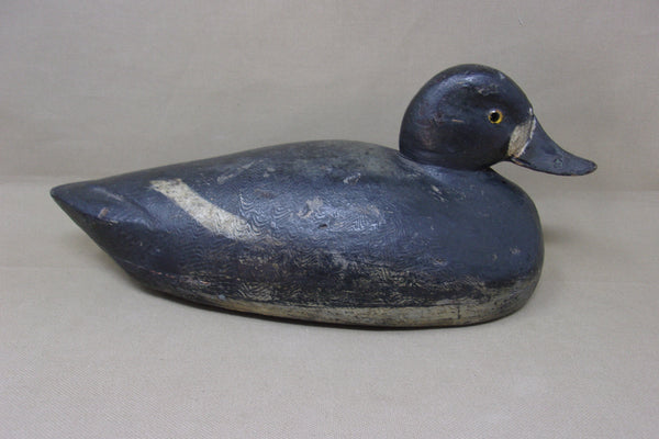 Canada Blue Bill Hen, Prince Edwards Area (#4290)