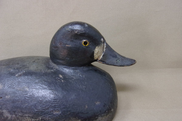 Canada Blue Bill Hen, Prince Edwards Area (#4290)