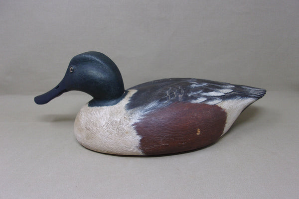 Lawrence Harris Shoveler Drake  (#4359)