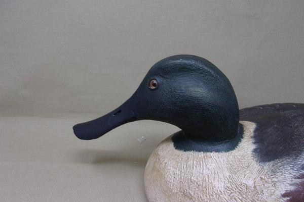 Lawrence Harris Shoveler Drake  (#4359)