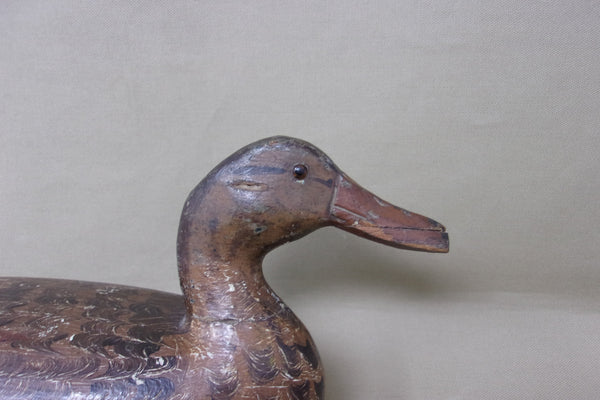 Henry Holmes Mallard Hen, Circa 1920's (#4421)