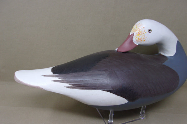 Preening Jim Pierce Eaglehead, Blue Goose  (#4496)