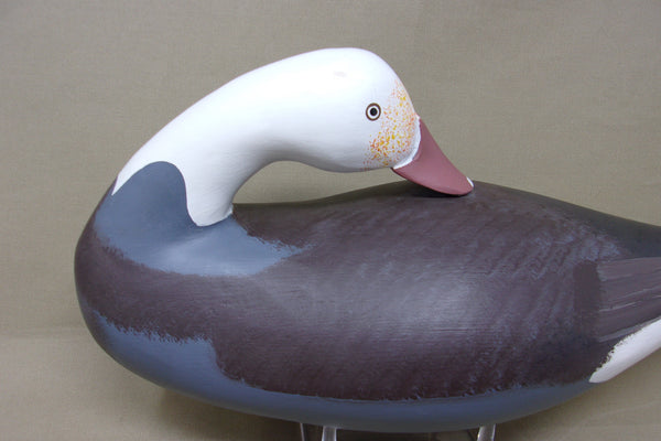 Preening Jim Pierce Eaglehead, Blue Goose  (#4496)