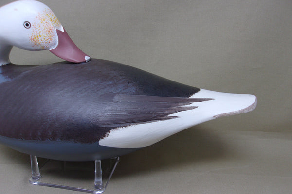 Preening Jim Pierce Eaglehead, Blue Goose  (#4496)