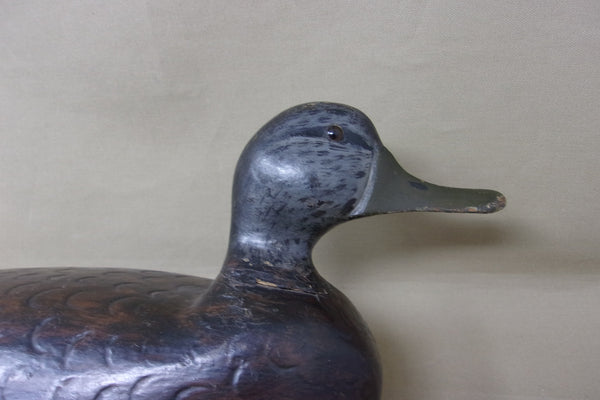Push Patel Black Duck Drake, Circa 1930's (#4524)