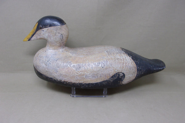Maine Eider (#4689)