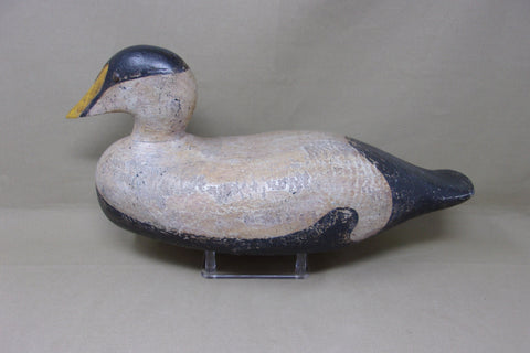 Maine Eider (#4689)