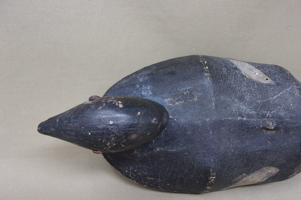 Canvas over Wire White Wing Scoter, Circa 1900's (#4738)