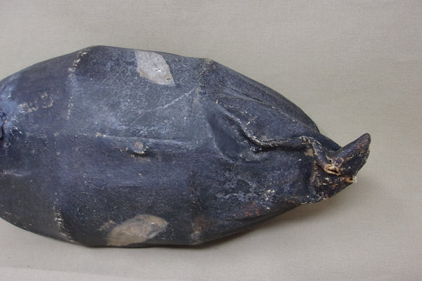 Canvas over Wire White Wing Scoter, Circa 1900's (#4738)