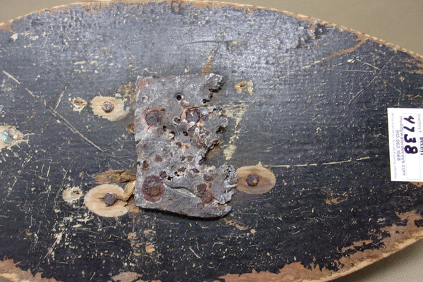 Canvas over Wire White Wing Scoter, Circa 1900's (#4738)