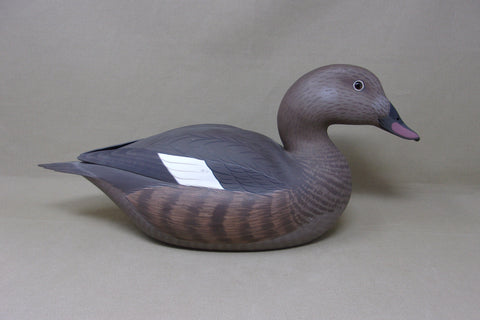 Frank Willis Whitewing Scoter Hen, Raised Wings, Signed and Dated (#4747)