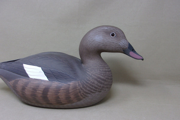 Frank Willis Whitewing Scoter Hen, Raised Wings, Signed and Dated (#4747)