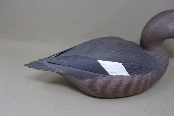 Frank Willis Whitewing Scoter Hen, Raised Wings, Signed and Dated (#4747)