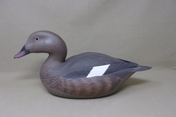 Frank Willis Whitewing Scoter Hen, Raised Wings, Signed and Dated (#4747)