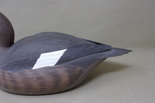 Frank Willis Whitewing Scoter Hen, Raised Wings, Signed and Dated (#4747)