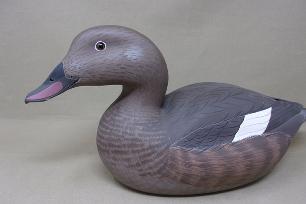 Frank Willis Whitewing Scoter Hen, Raised Wings, Signed and Dated (#4747)