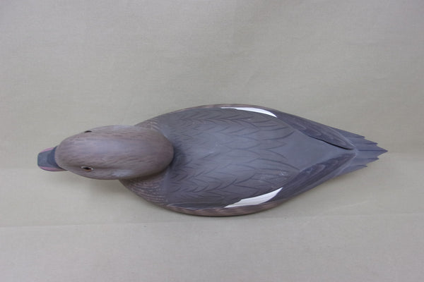 Frank Willis Whitewing Scoter Hen, Raised Wings, Signed and Dated (#4747)