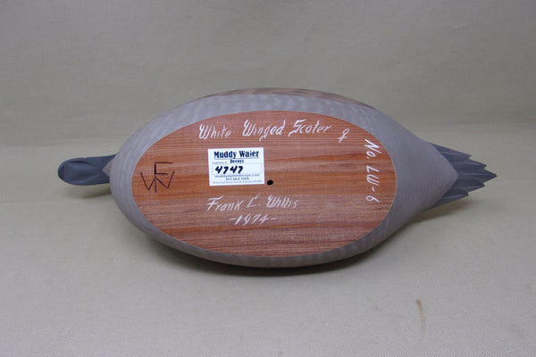 Frank Willis Whitewing Scoter Hen, Raised Wings, Signed and Dated (#4747)
