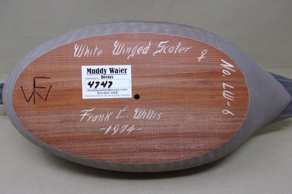 Frank Willis Whitewing Scoter Hen, Raised Wings, Signed and Dated (#4747)
