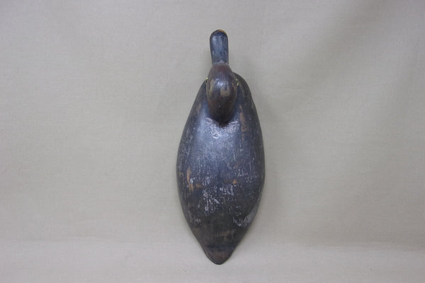 Canadian Redhead Drake, Circa 1920's (#4888)