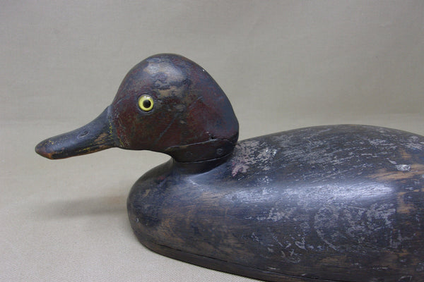 Canadian Redhead Drake, Circa 1920's (#4888)