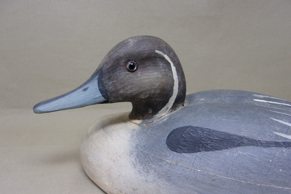 Pintail from the Dick McIntyre Collection (#4958)