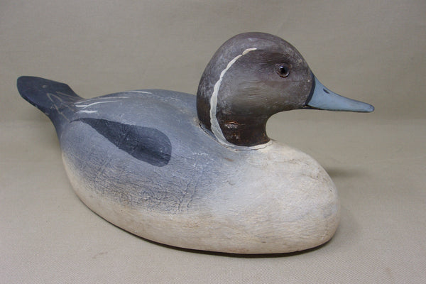Pintail from the Dick McIntyre Collection (#4958)