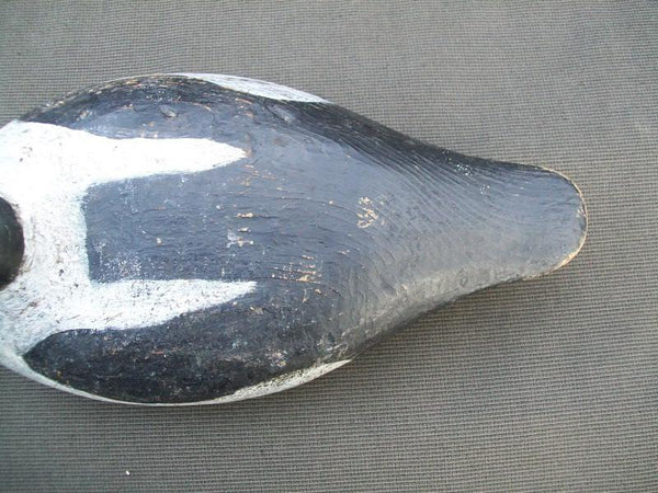 Golden Eye Drake Upstate New York with Stevens Influence