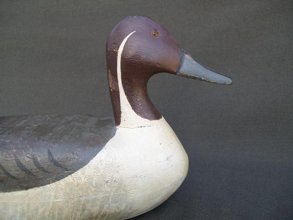 Illinois River Pintail