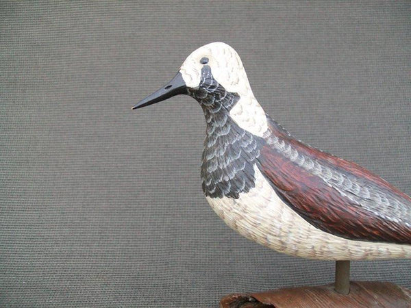 Standing Ruddy Turnstone