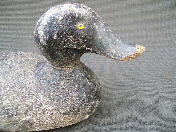 Evans Competition Grade Blue Bill