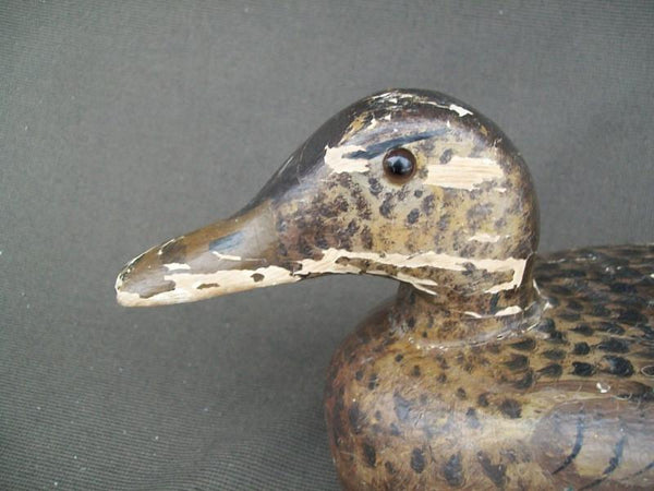 Unknown Mallard Hen Millie Graves Paint