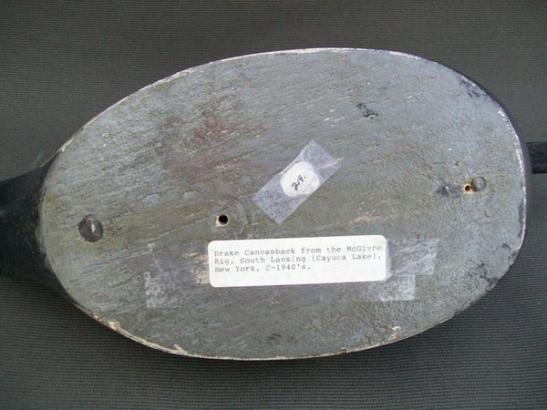 Canvasback Drake Cayuga Lake