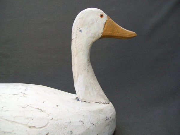 Illinois River Snow Goose