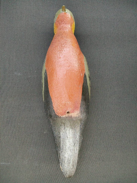 Herters Passenger Pigeon