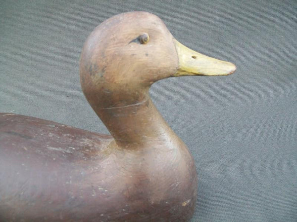 High Headed Canada Black Duck